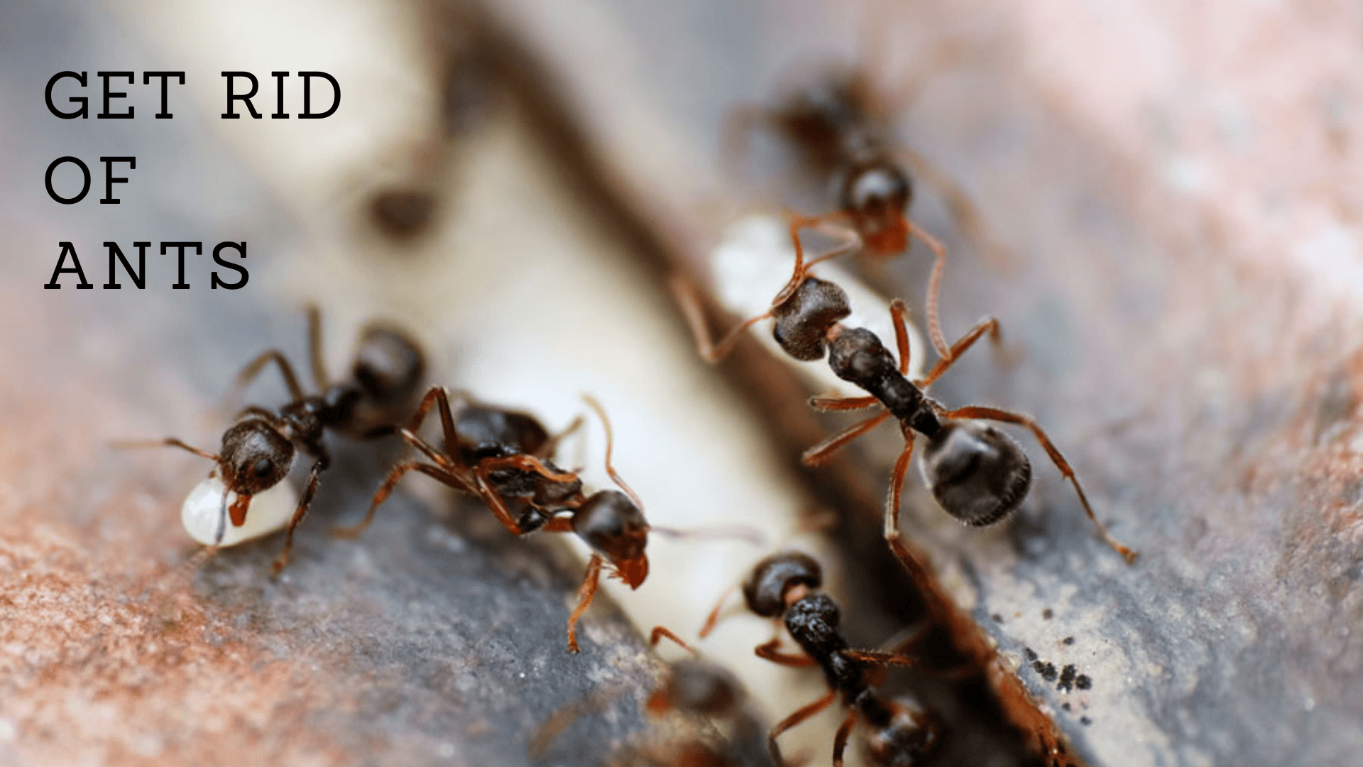 public/uploads/2021/11/pest-control-Cleveland.png