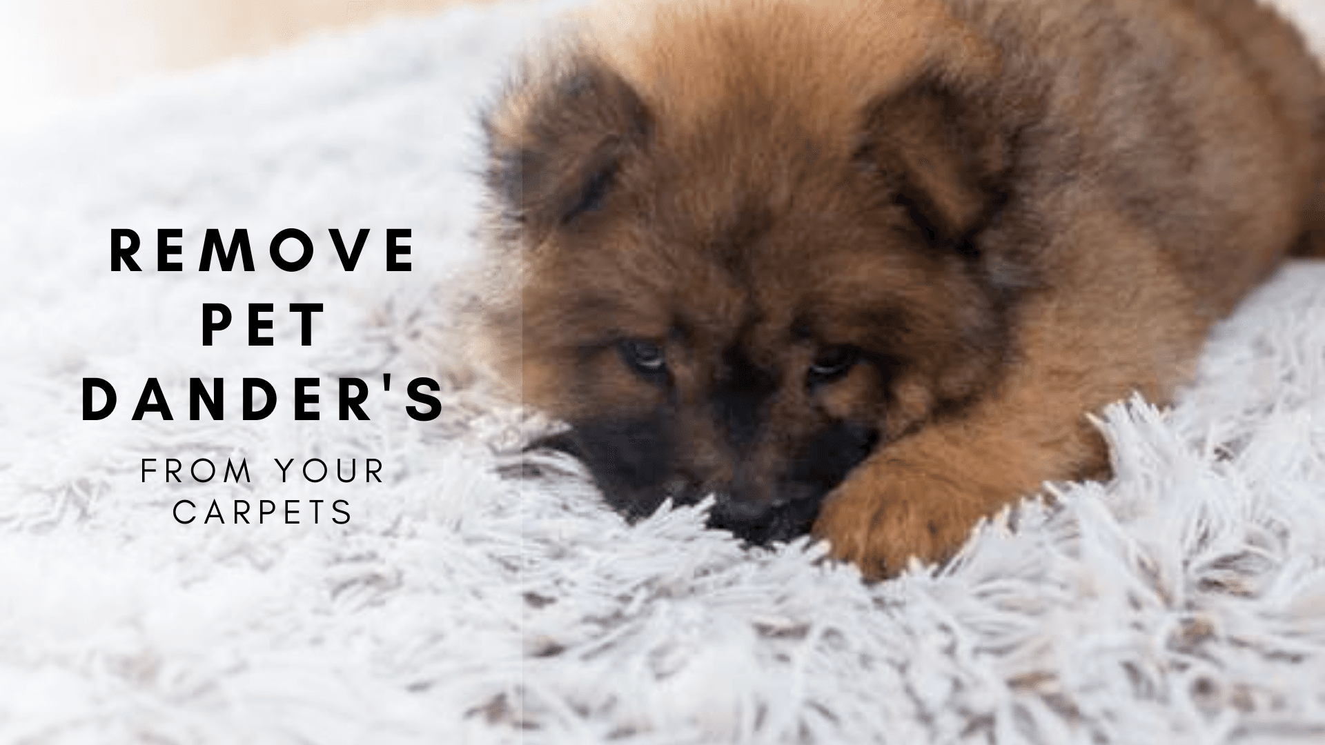 public/uploads/2021/12/carpet-cleaning-Campbelltown.png