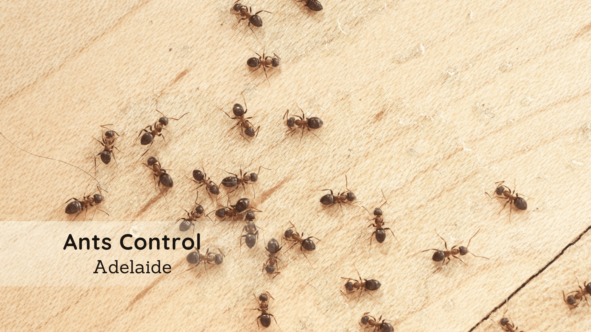 public/uploads/2022/01/ants-control-Adelaide.png